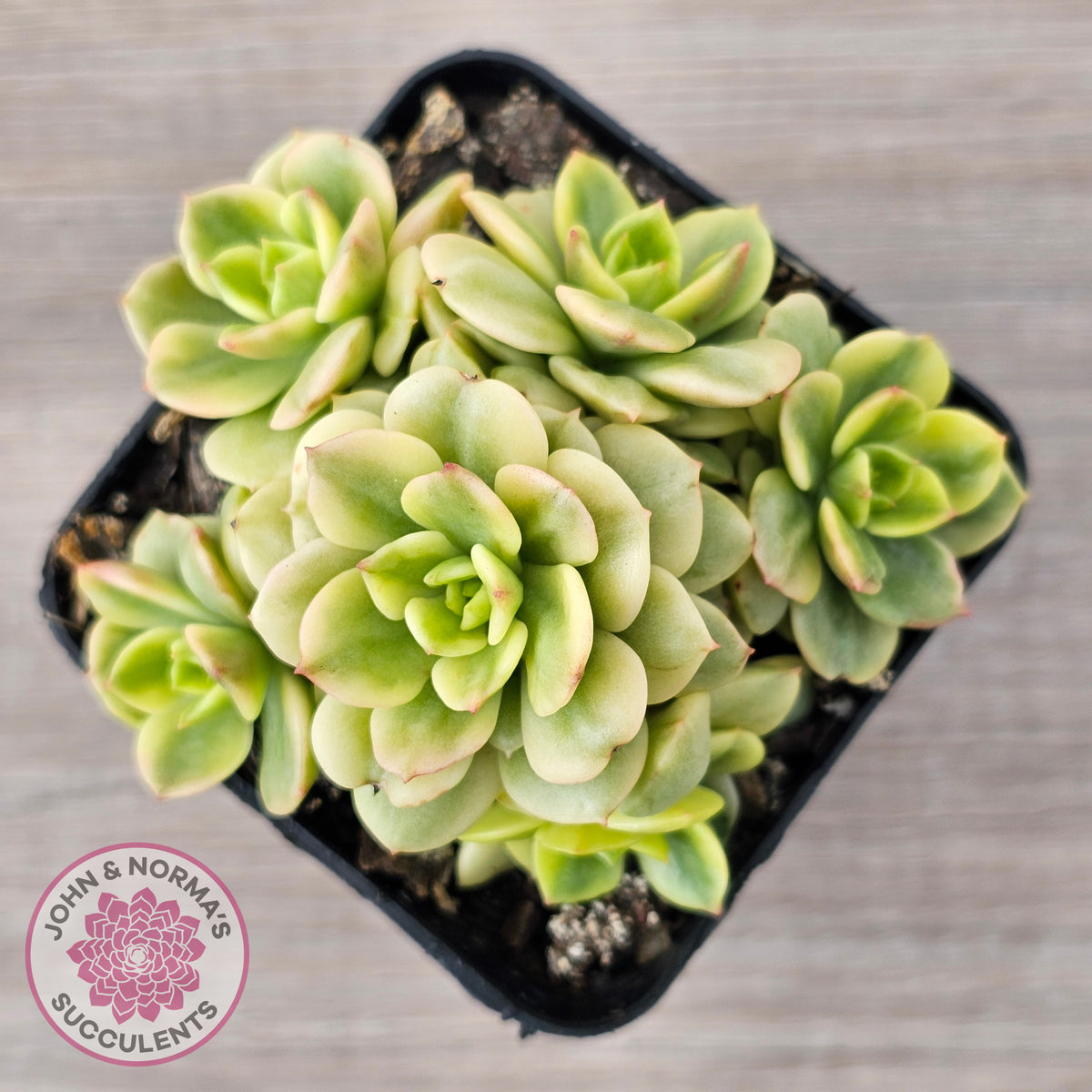 Sedeveria Rolly Variegated - Clumps
