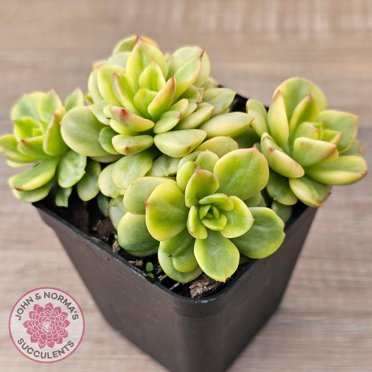 Sedeveria Rolly Variegated - Clumps