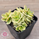 Sedeveria Rolly Variegated - Clumps