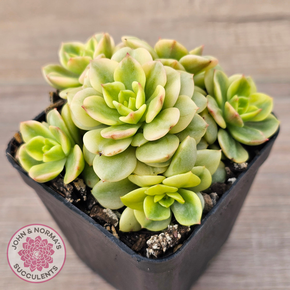Sedeveria Rolly Variegated - Clumps