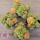 Sedeveria Rolly Variegated - Clumps