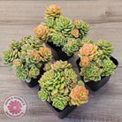 Sedeveria Rolly Variegated - Clumps