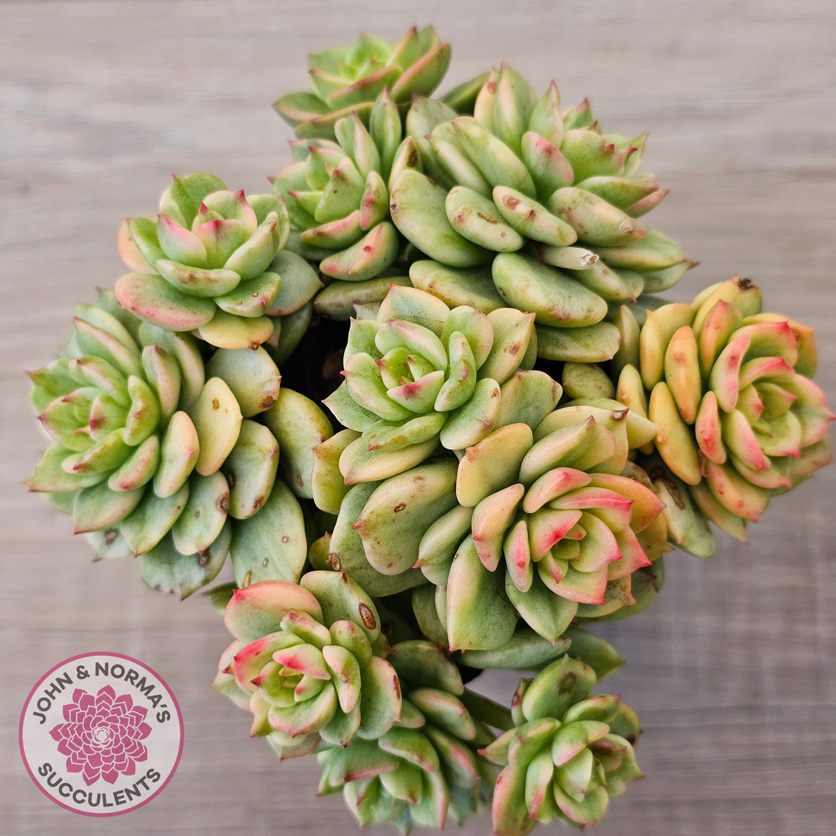 Sedeveria Rolly Variegated - Clumps