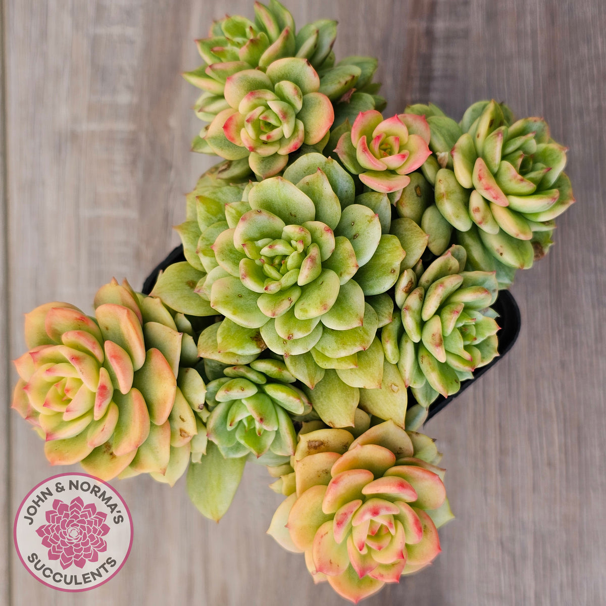 Sedeveria Rolly Variegated - Clumps