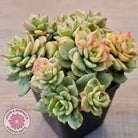 Sedeveria Rolly Variegated - Clumps