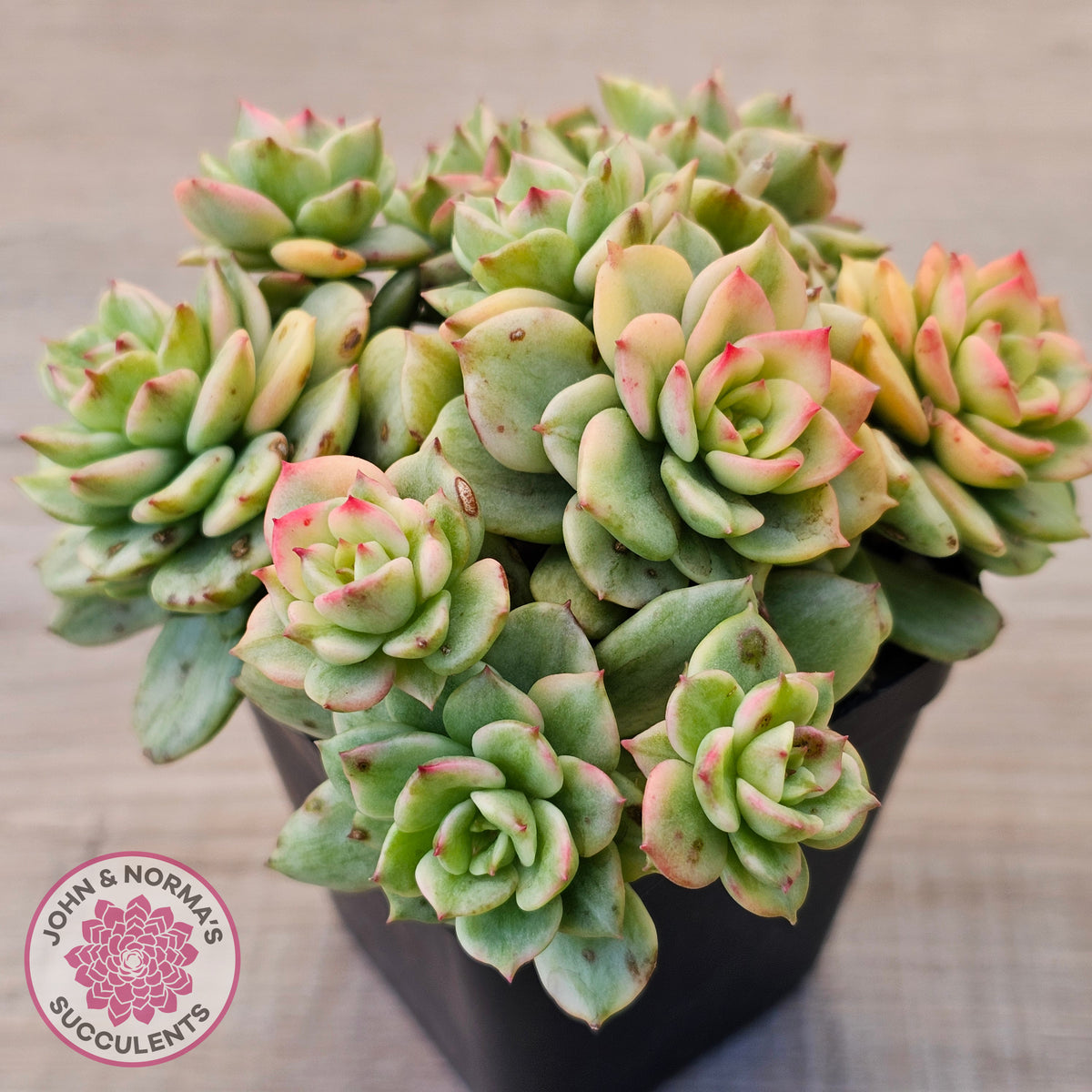 Sedeveria Rolly Variegated - Clumps