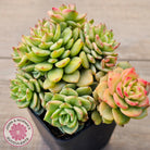 Sedeveria Rolly Variegated - Clumps