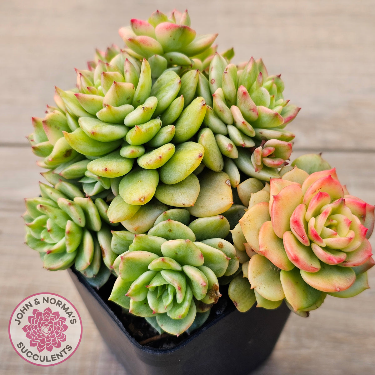 Sedeveria Rolly Variegated - Clumps