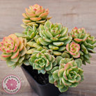 Sedeveria Rolly Variegated - Clumps