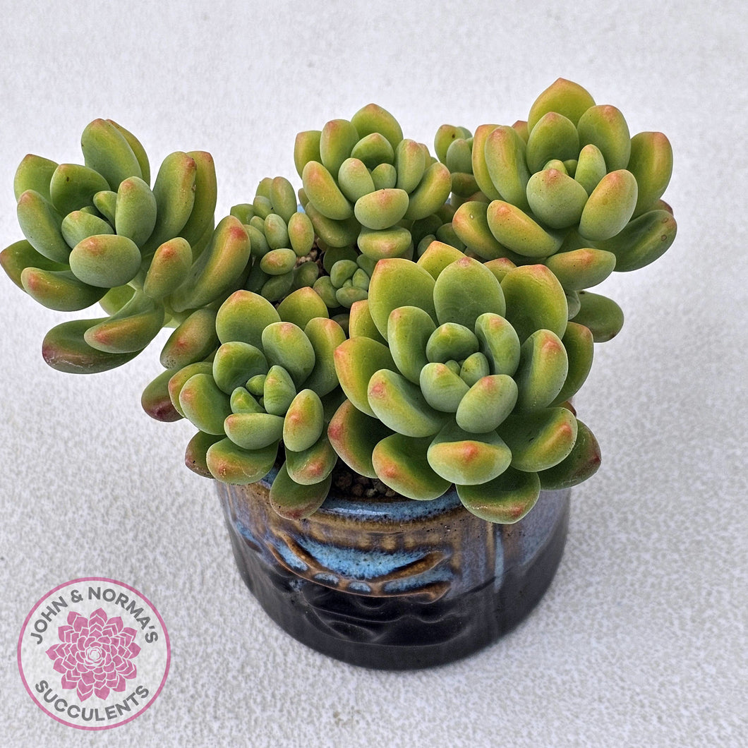 Sedeveria 'Shangri La'
