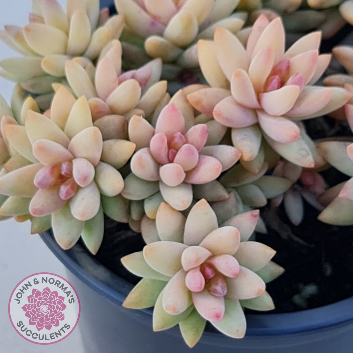 Sedeveria 'Silver Frost'