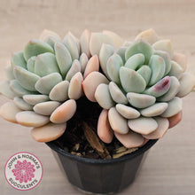 Load image into Gallery viewer, Sedeveria Spring Jade (Double Heads)
