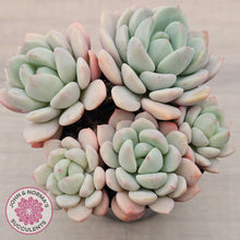 Load image into Gallery viewer, Sedeveria Spring Jade (Double Heads)
