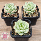 Sedeveria 'Vanilla Bis' Variegata