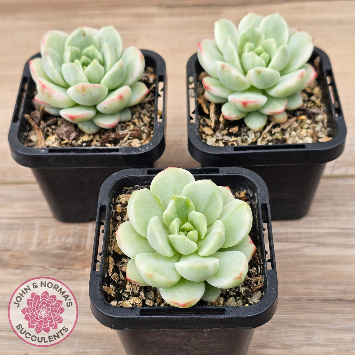 Sedeveria 'Vanilla Bis' Variegata