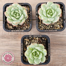 Sedeveria 'Vanilla Bis' Variegata