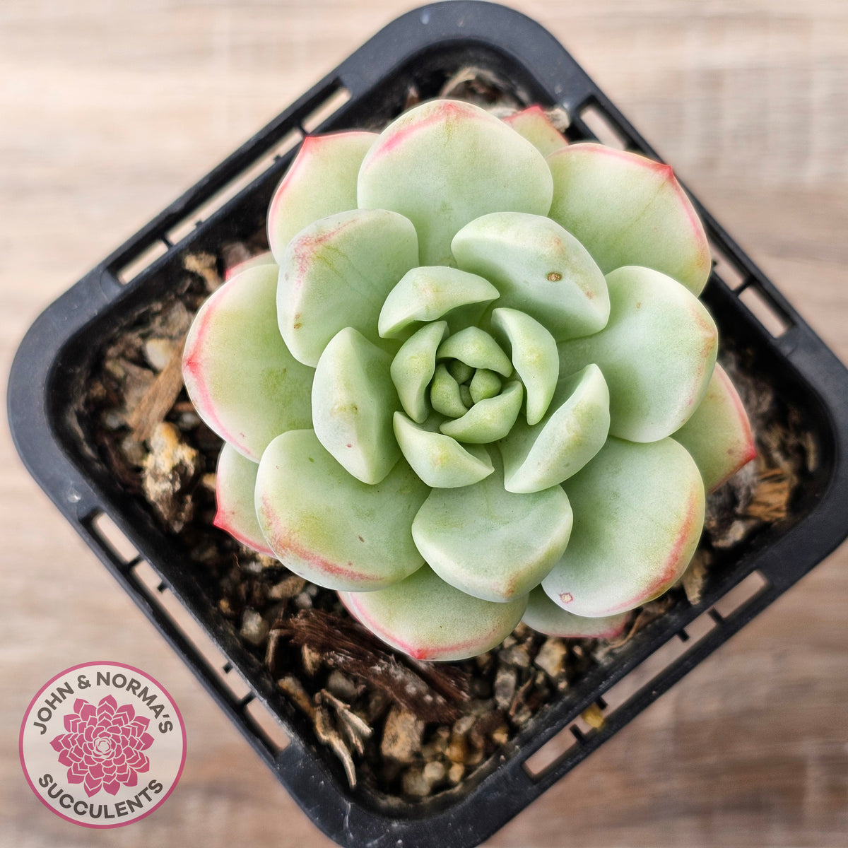 Sedeveria 'Vanilla Bis' Variegata
