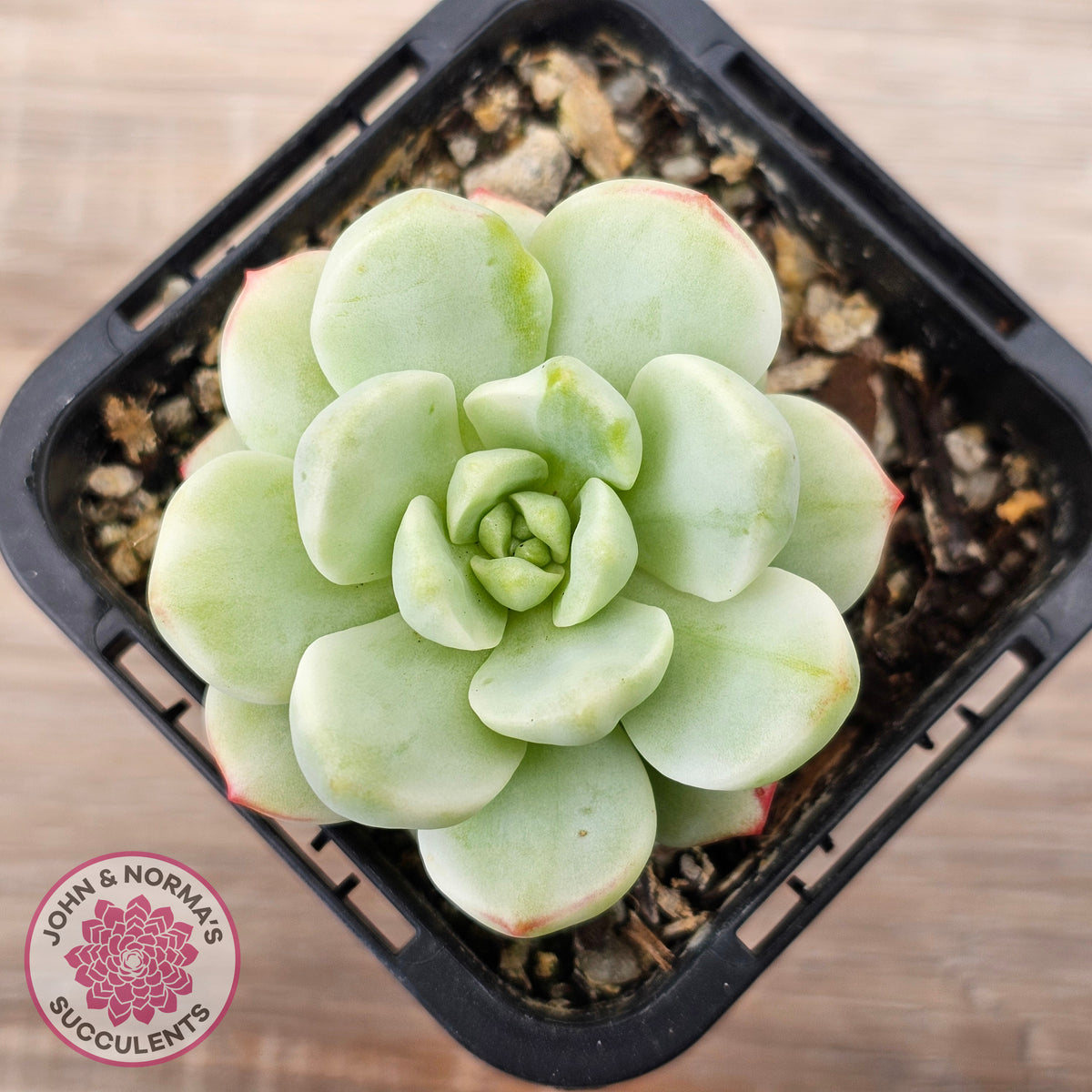 Sedeveria 'Vanilla Bis' Variegata