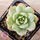 Sedeveria 'Vanilla Bis' Variegata
