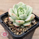 Sedeveria 'Vanilla Bis' Variegata