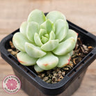 Sedeveria 'Vanilla Bis' Variegata