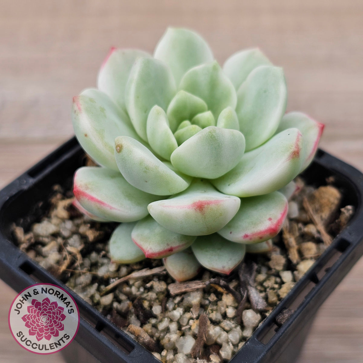 Sedeveria 'Vanilla Bis' Variegata