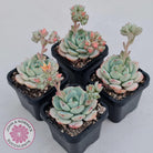 Sedeveria 'Vanilla Bis'