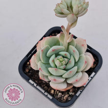 Load image into Gallery viewer, Sedeveria Vanilla Bis - John &amp; Norma&#39;s Succulents Australia
