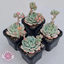 Load image into Gallery viewer, Sedeveria Vanilla Bis - John &amp; Norma&#39;s Succulents Australia
