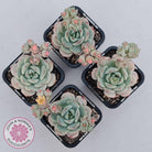 Sedeveria 'Vanilla Bis'