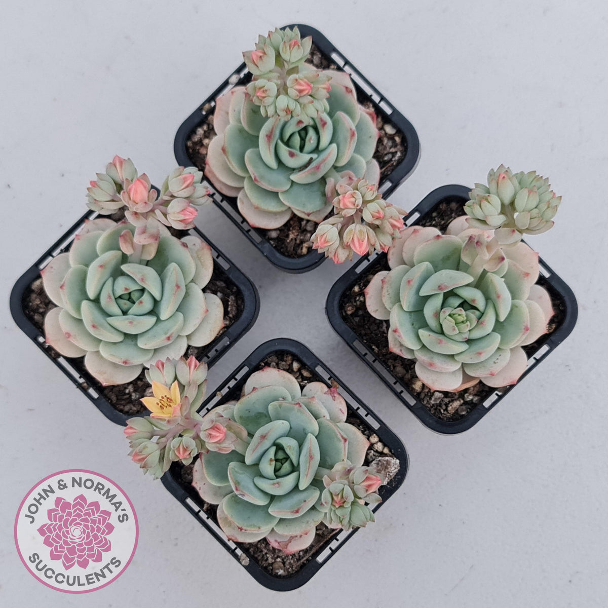 Sedeveria 'Vanilla Bis'