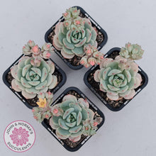 Load image into Gallery viewer, Sedeveria Vanilla Bis - John &amp; Norma&#39;s Succulents Australia
