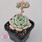 Sedeveria 'Vanilla Bis'