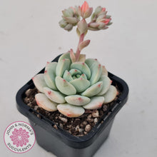 Load image into Gallery viewer, Sedeveria Vanilla Bis - John &amp; Norma&#39;s Succulents Australia
