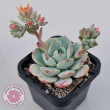 Load image into Gallery viewer, Sedeveria Vanilla Bis - John &amp; Norma&#39;s Succulents Australia
