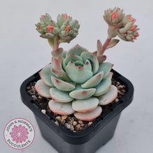 Load image into Gallery viewer, Sedeveria Vanilla Bis - John &amp; Norma&#39;s Succulents Australia
