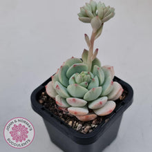 Load image into Gallery viewer, Sedeveria Vanilla Bis - John &amp; Norma&#39;s Succulents Australia
