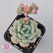 Load image into Gallery viewer, Sedeveria Vanilla Bis - John &amp; Norma&#39;s Succulents Australia
