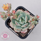 Sedeveria 'Vanilla Bis'