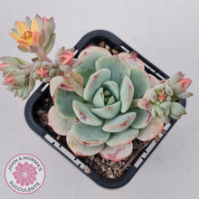 Load image into Gallery viewer, Sedeveria Vanilla Bis - John &amp; Norma&#39;s Succulents Australia
