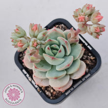 Load image into Gallery viewer, Sedeveria Vanilla Bis - John &amp; Norma&#39;s Succulents Australia
