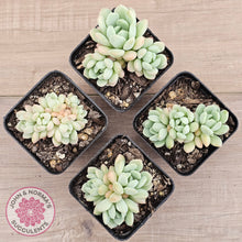 Load image into Gallery viewer, Sedeveria Spring Jade
