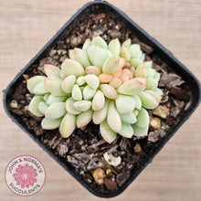Load image into Gallery viewer, Sedeveria Spring Jade
