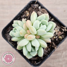 Load image into Gallery viewer, Sedeveria Spring Jade
