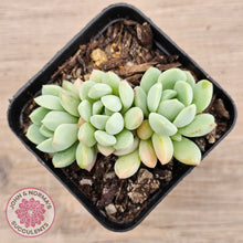 Load image into Gallery viewer, Sedeveria Spring Jade

