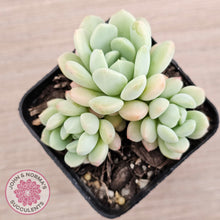 Load image into Gallery viewer, Sedeveria Spring Jade
