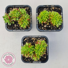 Load image into Gallery viewer, Sedeveria Letizia Crest - John &amp; Norma&#39;s Succulents Australia
