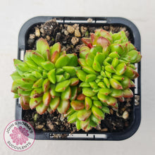 Load image into Gallery viewer, Sedeveria Letizia Crest - John &amp; Norma&#39;s Succulents Australia
