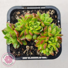 Load image into Gallery viewer, Sedeveria Letizia Crest - John &amp; Norma&#39;s Succulents Australia
