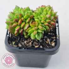 Load image into Gallery viewer, Sedeveria Letizia Crest - John &amp; Norma&#39;s Succulents Australia
